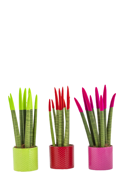 דיל סנסיווריה צבעונית