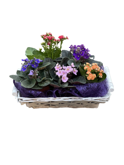 מיקס סיגליות וניצניות