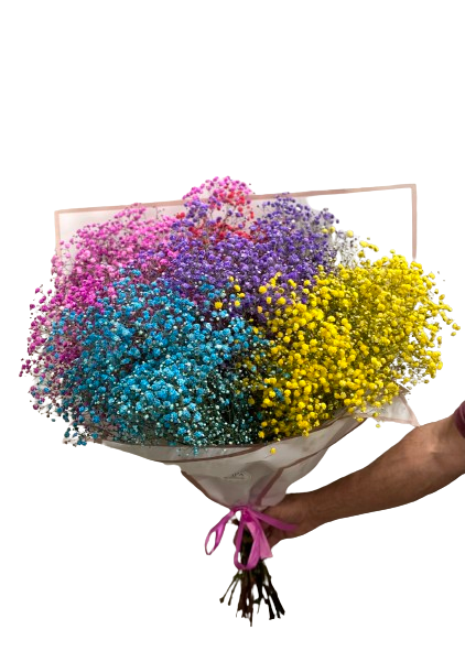 זר גיבסניות צבעוניות